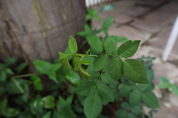 Button Rose plant leaves. This plant has very sharp leaves and stem. It has very beautiful small roses.