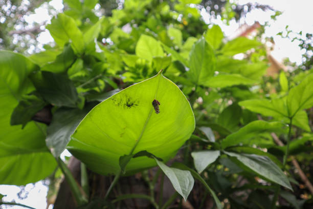 Honey bees creating their nest (natural beehive) under a huge leaf to protect from rain.