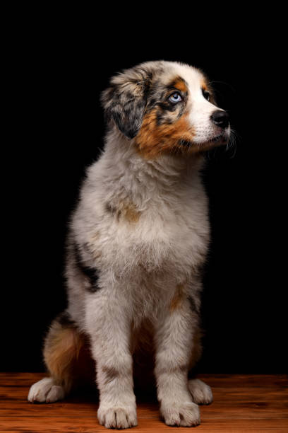 istock Puppy Australian Shepherd dog Isolated on black background in studio 1257432163