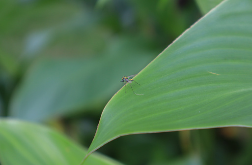Tiny Condylostylus flies on plant leaf. Condylostylus is a genus of flies in the family Dolichopodidae.