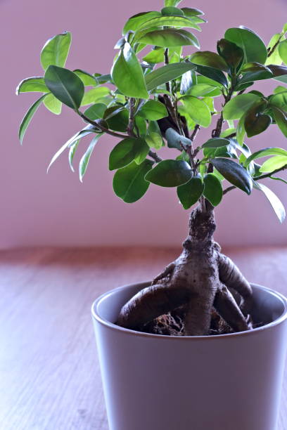Ficus microcarpa ginseng in a beige pot Bonsai Tree, Botany, Care, Fig Tree, Leaf, Decor, Bush, Flower Pot ficus microcarpa bonsai stock pictures, royalty-free photos & images