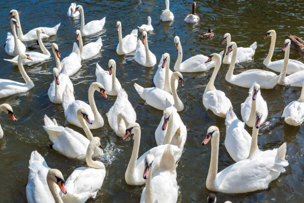 istock Swans in the river in Stratford-upon-Avon 1257433958