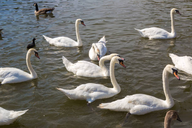 istock Swans in the river in Stratford-upon-Avon 1257433991