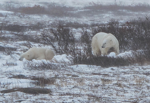 Polar bear, near Churchill, Manitoba