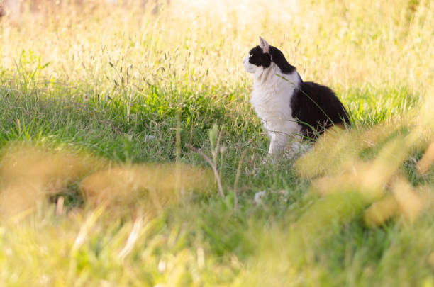 istock A Farm Cat Sits Among Tall Grass on a Peaceful Summer Morning 1257434958