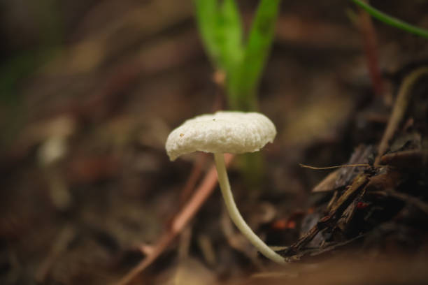 나무를 함유한 수분에서 자라는 작은 아가리쿠스 - 숲주름버섯 뉴스 사진 이미지