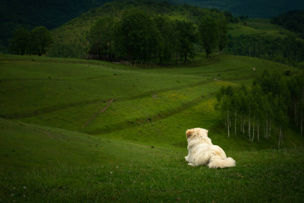 White dog sitting alone on the grass looking at his home in the distance stock photo