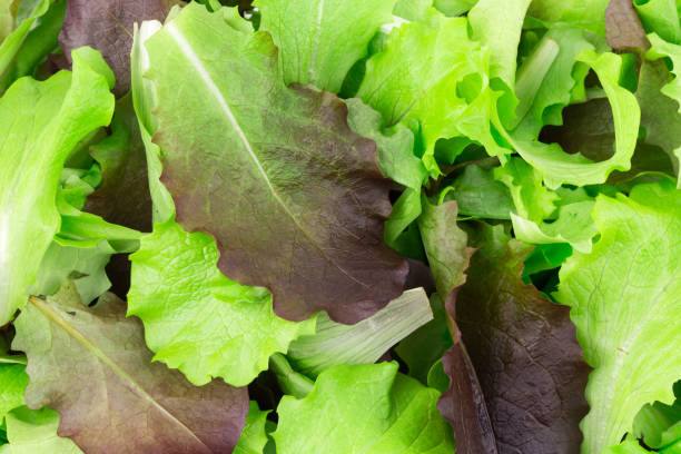 istock Green and red leaf of lettuce. 1257436528