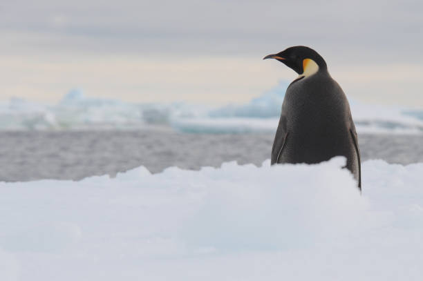 Emperor penguin (Aptenodytes forsteri) The only penguin species that breeds during the Antarctic winter,[2] emperor penguins trek 50–120 km (31–75 mi) over the ice to breeding colonies which can contain up to several thousand individuals. The female lays a single egg, which is incubated for just over two months by the male while the female returns to the sea to feed; parents subsequently take turns foraging at sea and caring for their chick in the colony. The lifespan is typically 20 years in the wild, although observations suggest that some individuals may live to 50 years of age. penguin emperor emperor penguin antarctica stock pictures, royalty-free photos & images