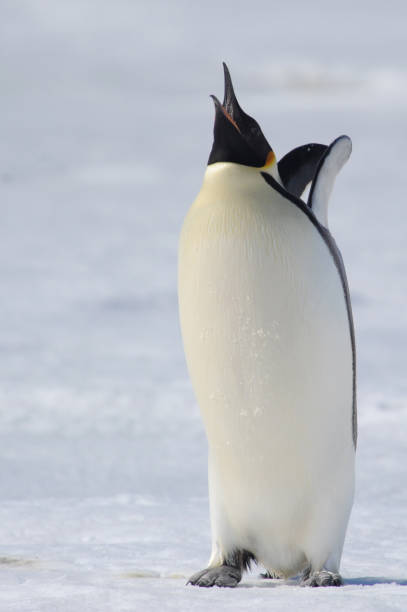 황제 펭귄 (압테노디테스 포테리) - penguin emperor emperor penguin antarctica 뉴스 사진 이미지