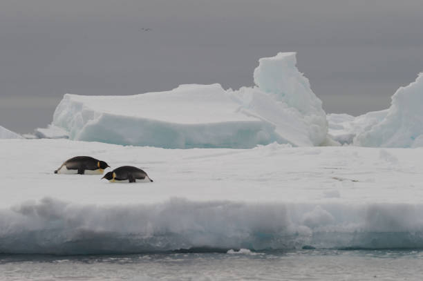 kaiserpinguin (aptenodytes forsteri) - antarctica penguin ice emperor stock-fotos und bilder