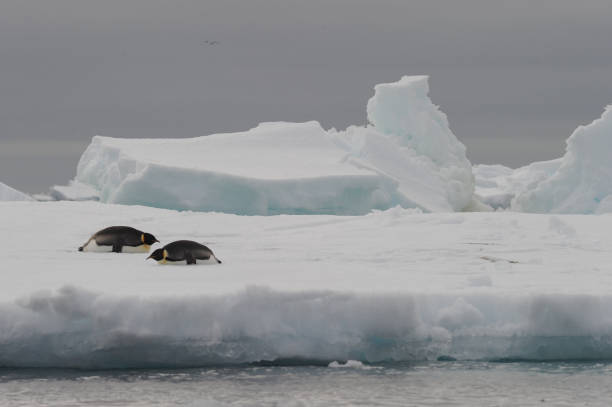 황제 펭귄 (압테노디테스 포테리) - penguin emperor emperor penguin antarctica 뉴스 사진 이미지