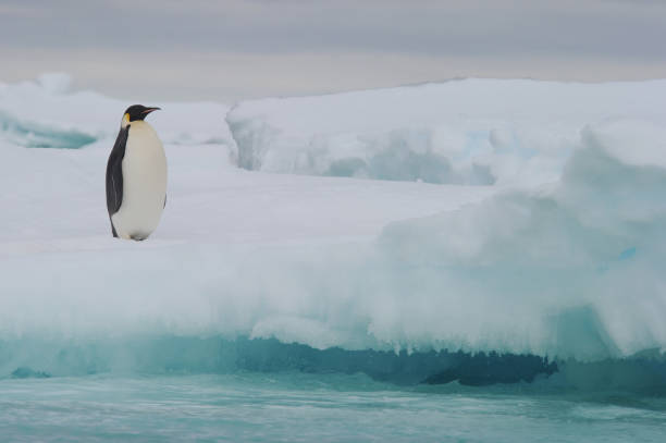 kaiserpinguin (aptenodytes forsteri) - antarctica penguin ice emperor stock-fotos und bilder