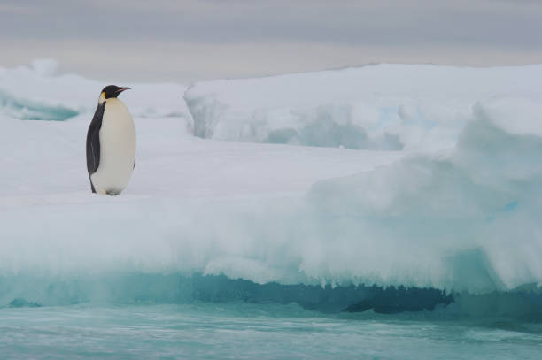 황제 펭귄 (압테노디테스 포테리) - penguin emperor emperor penguin antarctica 뉴스 사진 이미지