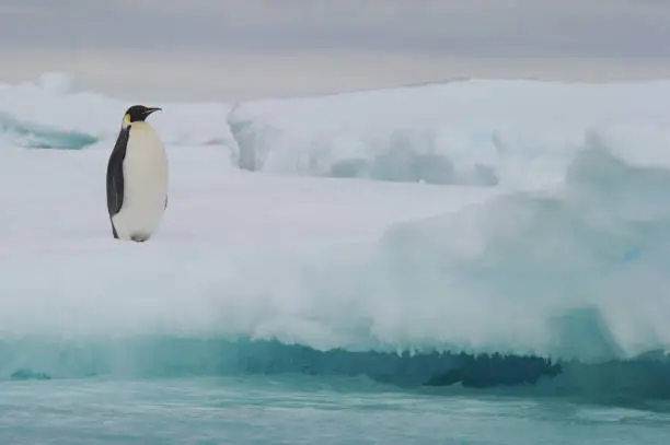 Photo of Emperor penguin (Aptenodytes forsteri)