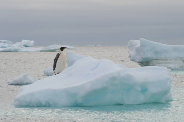 императорский пингвин (aptenodytes forsteri) - penguin emperor emperor penguin antarctica стоковые фото и изображения