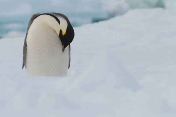 kaiserpinguin (aptenodytes forsteri) - antarctica penguin ice emperor stock-fotos und bilder