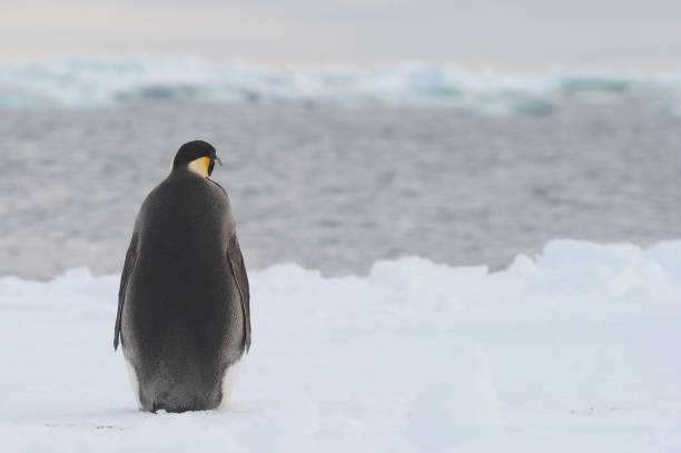 황제 펭귄 (압테노디테스 포테리) - penguin emperor emperor penguin antarctica 뉴스 사진 이미지