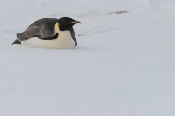 kaiserpinguin (aptenodytes forsteri) - antarctica penguin ice emperor stock-fotos und bilder