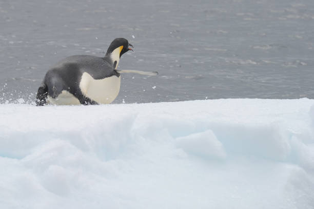 황제 펭귄 (압테노디테스 포테리) - penguin emperor emperor penguin antarctica 뉴스 사진 이미지
