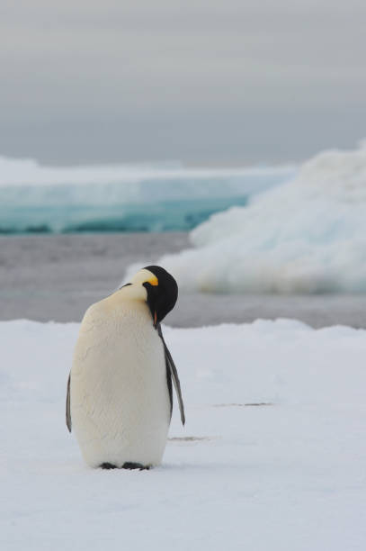 kaiserpinguin (aptenodytes forsteri) - antarctica penguin ice emperor stock-fotos und bilder