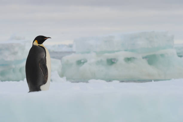 kaiserpinguin (aptenodytes forsteri) - antarctica penguin ice emperor stock-fotos und bilder