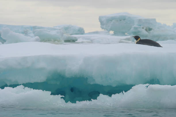 황제 펭귄 (압테노디테스 포테리) - penguin emperor emperor penguin antarctica 뉴스 사진 이미지