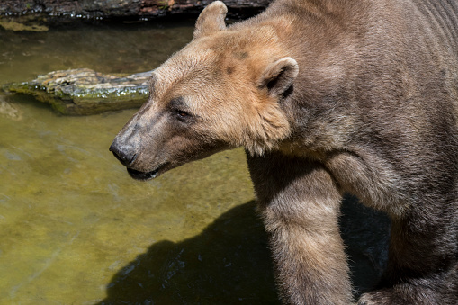 Polar bear - brown bear hybrid / polar bear-grizzly bear hybrid also called grolar bear / pizzly bear / nanulak, rare ursid hybrid