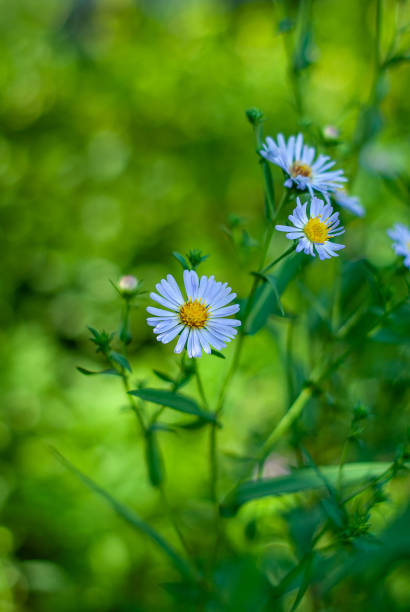 istock Blooming flower of Aster amellus on a beautiful art blurred background 1257437623