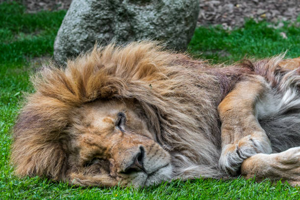 istock Sleeping male African lion 1257438155