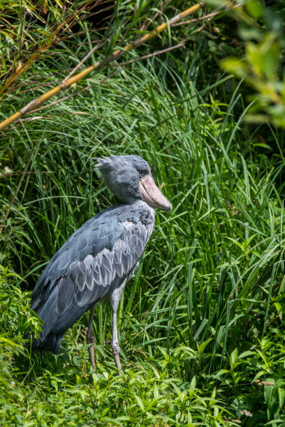 istock Shoebill / whalehead / shoe-billed stork 1257438230