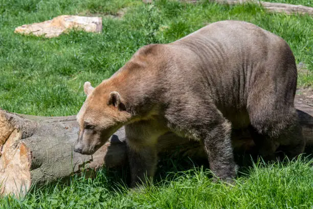 Polar bear - brown bear hybrid / polar bear-grizzly bear hybrid also called grolar bear / pizzly bear / nanulak, rare ursid hybrid