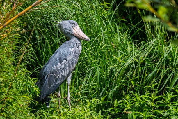 istock Shoebill / whalehead / shoe-billed stork 1257438339