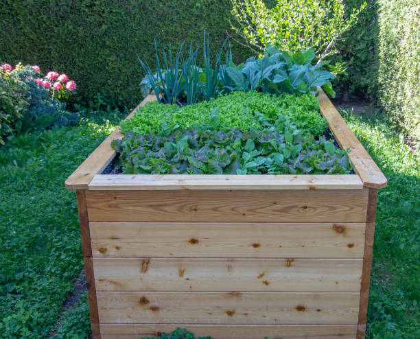 istock Fresh vegetable in Raised Wooden Garden Beds 1257438346
