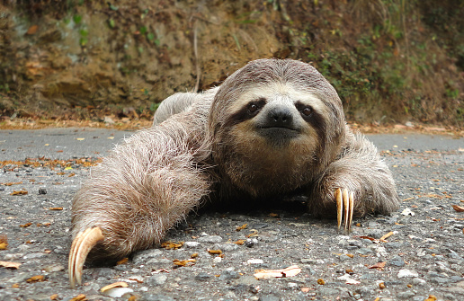 A front shot of a cute sloth caught slowly crossing the road.