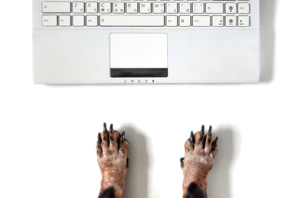 istock A Dog is working on a modern office white desk with laptop computer. Dog hands top view with copyspace. Isolated white backgroung banner, flat lay 1257438626