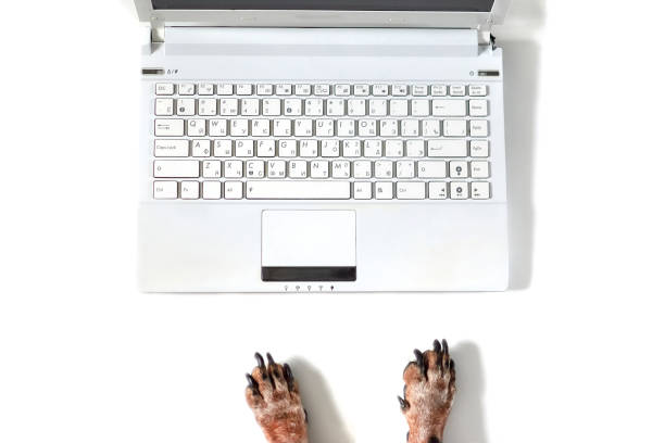 istock A Dog is working on a modern office white desk with laptop computer. Dog hands top view with copyspace. Isolated white backgroung banner, flat lay 1257438632