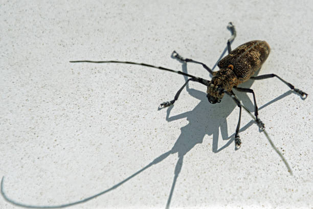 istock An insect and its shadow on a flat light surface. Horizontal shot close-up 1257440094