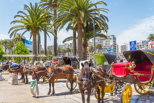 November 14, 2015 - Viña del Mar, Valparaiso Region, Chile: A horse carriage tourist transport used as a taxi service through the city in Vina Viña del Mar, Valparaiso, Chile over a blue deep skyline in a summer day.\nBrown horse in harness on city streets.