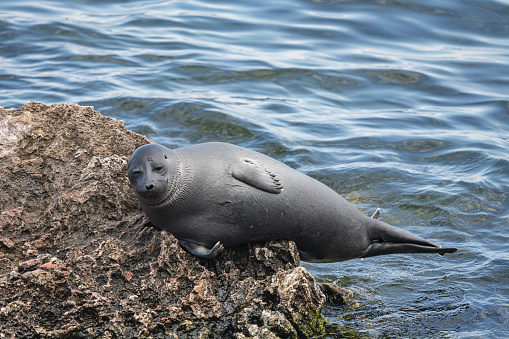 A sea lion peeks its head out of the water while searching for spawning salmon.