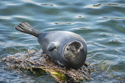 A large seal lies on a stone