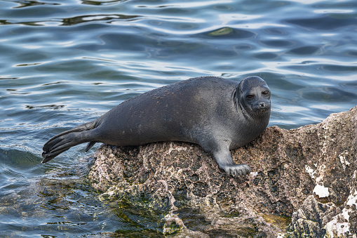 Seal lying on a stone among Lake Baikal