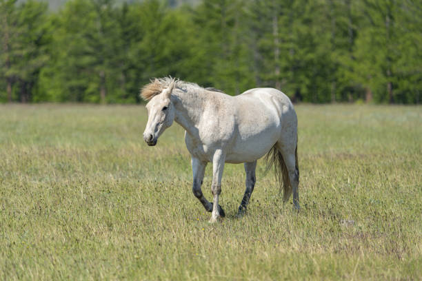 istock White horse walks in the grass 1257442395