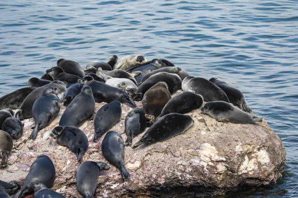Several dozen seals lie on a large rock