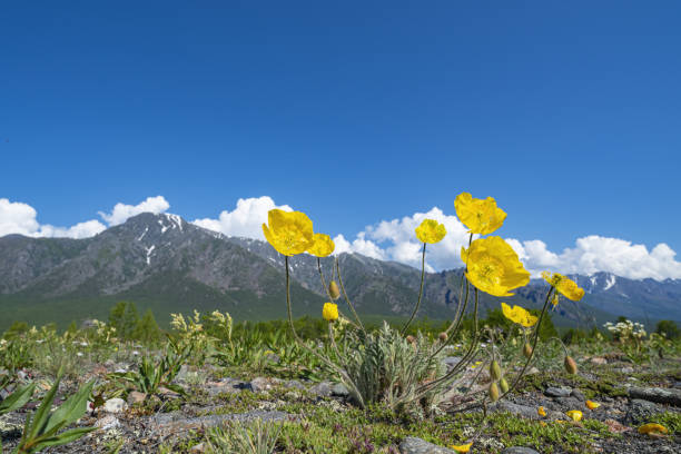 istock Poppies in the mountains 1257442576