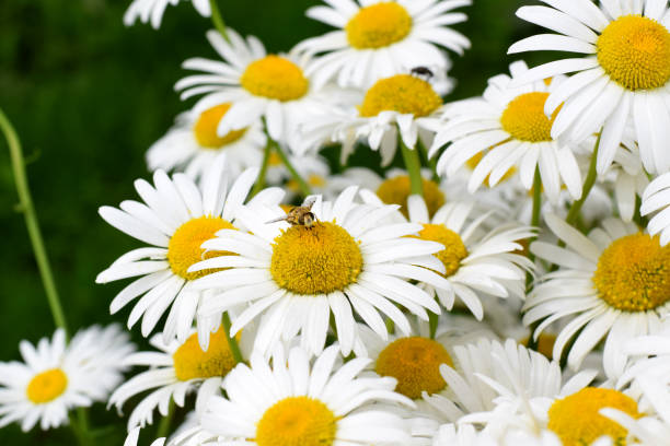 istock White garden chamomiles and a bee collecting nectar 1257443588
