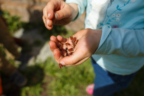 istock Pyrrhocoris apterus in hand 1257444037