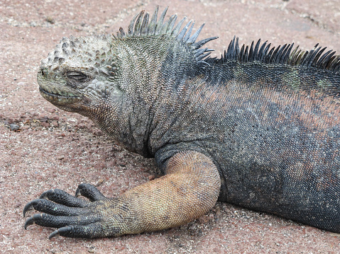 A marine iguana rests on a paved space, Galapagos