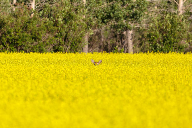 istock Hidden Deer in Canola Field 1257445855