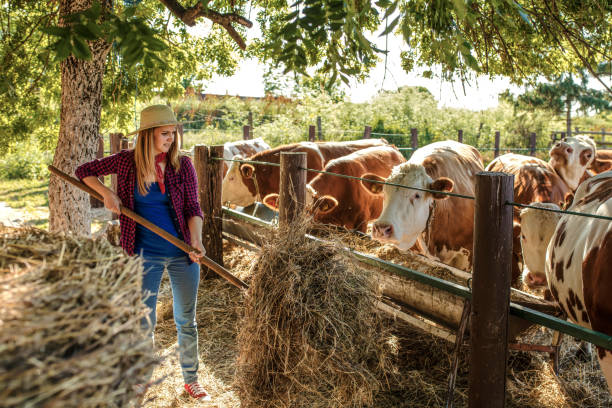 istock Young woman feeding cows 1257446242